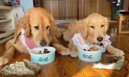 陈女士爱狗人士最新爆料